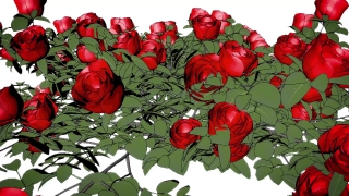 No Copyright Video, Copyright Free, 4K Motion Graphics, Green Screen, Background, Animation, Download