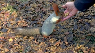 No Copyright Video, No Copyright Stock Footage, No Copyright Stock Video Clip