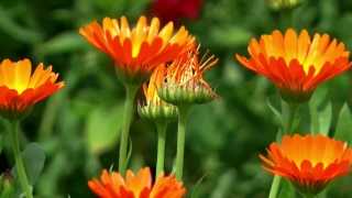 No Copyright Video, No Copyright Stock Footage, No Copyright Stock Video Clip