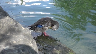 No Copyright Video, No Copyright Stock Footage, No Copyright Stock Video Clip