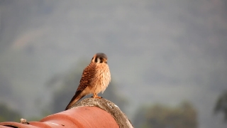 No Copyright Video, No Copyright Stock Footage, No Copyright Stock Video Clip