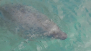 No Copyright Video, No Copyright Stock Footage, No Copyright Stock Video Clip