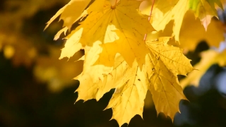 No Copyright Video, No Copyright Stock Footage, No Copyright Stock Video Clip