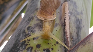 No Copyright Video, No Copyright Stock Footage, No Copyright Stock Video Clip