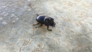 No Copyright Video, No Copyright Stock Footage, No Copyright Stock Video Clip