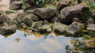 No Copyright Video, No Copyright Stock Footage, No Copyright Stock Video Clip