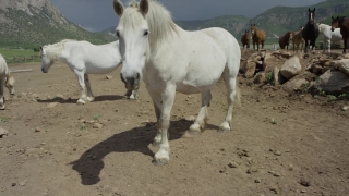 No Copyright Video, No Copyright Stock Footage, No Copyright Stock Video Clip