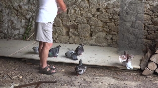 No Copyright Video, No Copyright Stock Footage, No Copyright Stock Video Clip