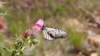 No Copyright Video, No Copyright Stock Footage, No Copyright Stock Video Clip