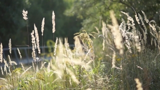 No Copyright Video, No Copyright Stock Footage, No Copyright Stock Video Clip