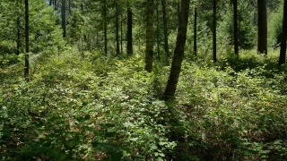 No Copyright Video, No Copyright Stock Footage, No Copyright Stock Video Clip