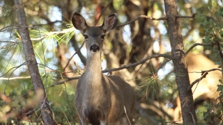 No Copyright Video, No Copyright Stock Footage, No Copyright Stock Video Clip