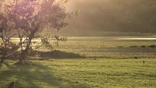 No Copyright Video, No Copyright Stock Footage, No Copyright Stock Video Clip