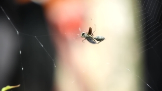 No Copyright Video, No Copyright Stock Footage, No Copyright Stock Video Clip