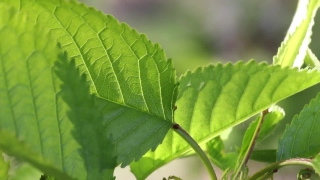 No Copyright Video, No Copyright Stock Footage, No Copyright Stock Video Clip