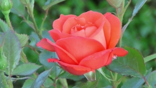 No Copyright Video, No Copyright Stock Footage, No Copyright Stock Video Clip