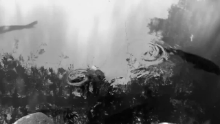 No Copyright Video, No Copyright Stock Footage, No Copyright Stock Video Clip