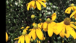 No Copyright Video, No Copyright Stock Footage, No Copyright Stock Video Clip