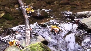 No Copyright Video, No Copyright Stock Footage, No Copyright Stock Video Clip