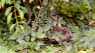 No Copyright Video, No Copyright Stock Footage, No Copyright Stock Video Clip