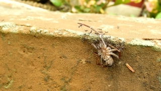 No Copyright Video, No Copyright Stock Footage, No Copyright Stock Video Clip