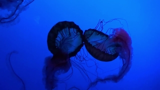 No Copyright Video, No Copyright Stock Footage, No Copyright Stock Video Clip