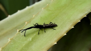 No Copyright Video, No Copyright Stock Footage, No Copyright Stock Video Clip