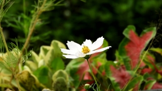 No Copyright Video, No Copyright Stock Footage, No Copyright Stock Video Clip