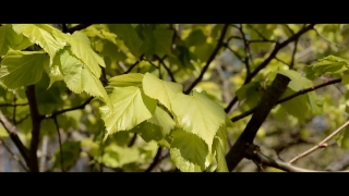 No Copyright Video, No Copyright Stock Footage, No Copyright Stock Video Clip