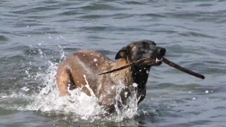 No Copyright Video, No Copyright Stock Footage, No Copyright Stock Video Clip