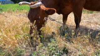 No Copyright Video, No Copyright Stock Footage, No Copyright Stock Video Clip