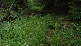 No Copyright Video, No Copyright Stock Footage, No Copyright Stock Video Clip