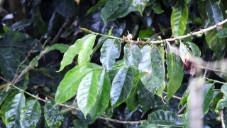 No Copyright Video, No Copyright Stock Footage, No Copyright Stock Video Clip