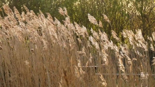 No Copyright Video, No Copyright Stock Footage, No Copyright Stock Video Clip