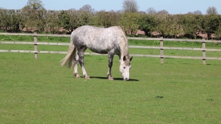 No Copyright Video, No Copyright Stock Footage, No Copyright Stock Video Clip