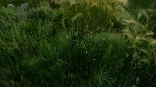 No Copyright Video, No Copyright Stock Footage, No Copyright Stock Video Clip