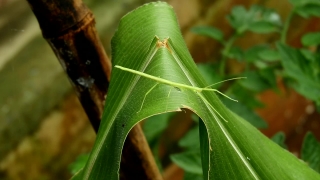 No Copyright Video, No Copyright Stock Footage, No Copyright Stock Video Clip