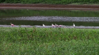 No Copyright Video, No Copyright Stock Footage, No Copyright Stock Video Clip