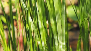 No Copyright Video, No Copyright Stock Footage, No Copyright Stock Video Clip