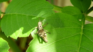 No Copyright Video, No Copyright Stock Footage, No Copyright Stock Video Clip