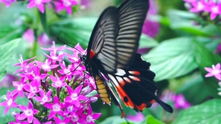 No Copyright Video, No Copyright Stock Footage, No Copyright Stock Video Clip