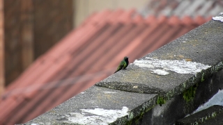 No Copyright Video, No Copyright Stock Footage, No Copyright Stock Video Clip