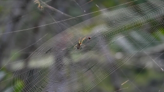 No Copyright Video, No Copyright Stock Footage, No Copyright Stock Video Clip