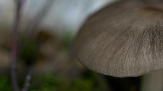 No Copyright Video, No Copyright Stock Footage, No Copyright Stock Video Clip