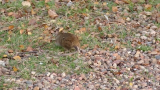 No Copyright Video, No Copyright Stock Footage, No Copyright Stock Video Clip