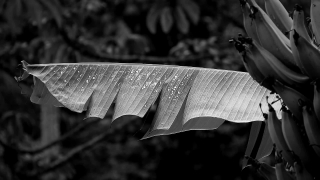 No Copyright Video, No Copyright Stock Footage, No Copyright Stock Video Clip