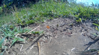 No Copyright Video, No Copyright Stock Footage, No Copyright Stock Video Clip