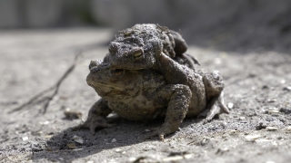 No Copyright Video, No Copyright Stock Footage, No Copyright Stock Video Clip