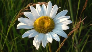 No Copyright Video, No Copyright Stock Footage, No Copyright Stock Video Clip