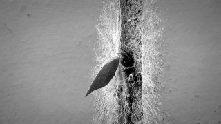 No Copyright Video, No Copyright Stock Footage, No Copyright Stock Video Clip